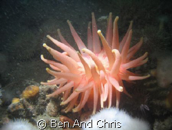 North atlantic red anemone taken in Les escoumins Québec ... by Ben And Chris 